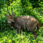 Sørlig Skriftantilope (Tragelaphus sylvaticus) @ Eastern Shores – iSimangaliso Wetland Park, Sør-Afrika. Foto: Håvard Rosenlund