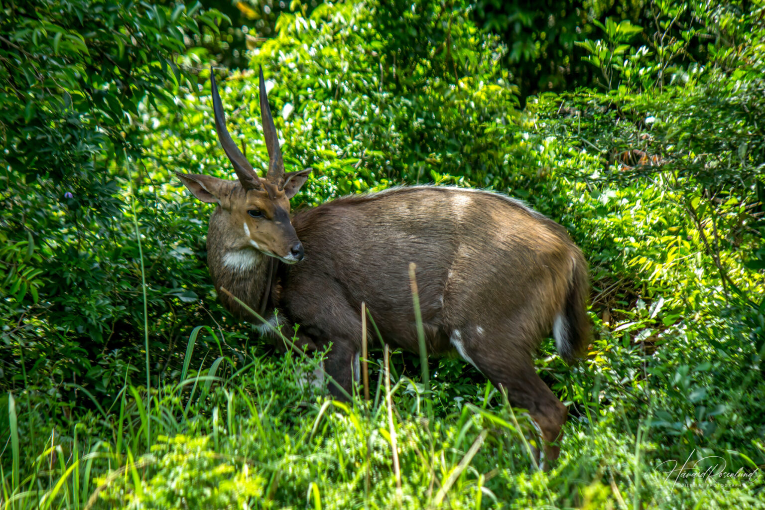Sørlig Skriftantilope (Tragelaphus sylvaticus) @ Eastern Shores – iSimangaliso Wetland Park, Sør-Afrika. Foto: Håvard Rosenlund