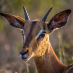 Impala (Aepyceros melampus) @ Tembe Elephant Park, Sør-Afrika. Foto: Håvard Rosenlund