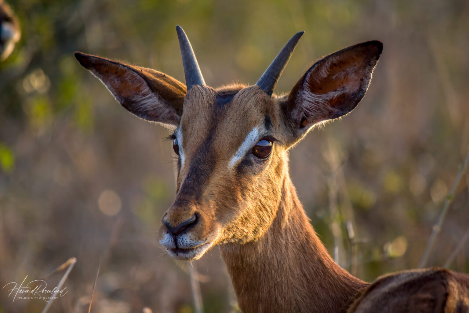 Impala (Aepyceros melampus) @ Tembe Elephant Park, Sør-Afrika. Foto: Håvard Rosenlund