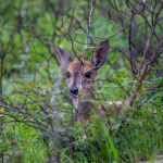 Common Duiker (Sylvicapra grimmia) @ Tembe Elephant Park, South Africa. Photo: Håvard Rosenlund