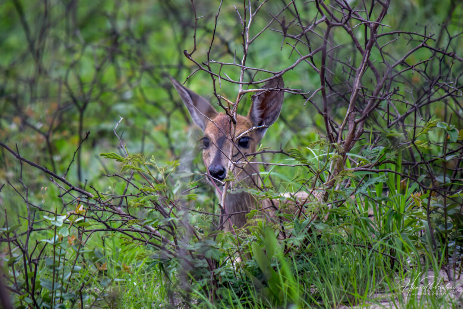 Common Duiker (Sylvicapra grimmia) @ Tembe Elephant Park, South Africa. Photo: Håvard Rosenlund