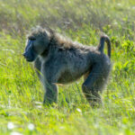 Chacma Baboon (Papio ursinus) @ Eastern Shores - iSimangaliso Wetland Park, South Africa. Photo: Håvard Rosenlund