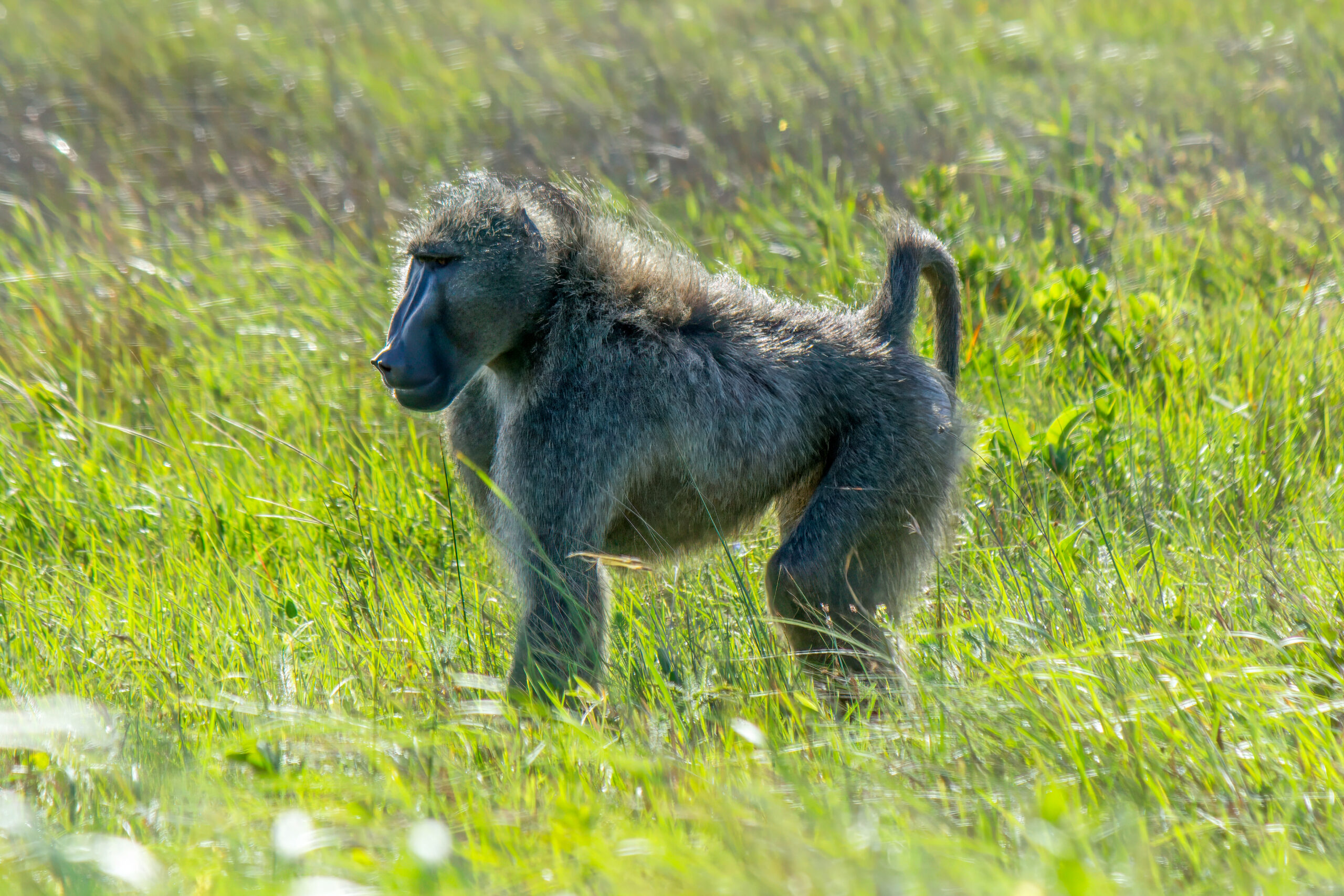 Chacma Baboon (Papio ursinus) @ Eastern Shores - iSimangaliso Wetland Park, South Africa. Photo: Håvard Rosenlund