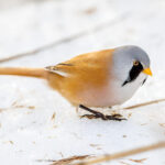 Skjeggmeis (Panurus biarmicus) @ Fornebu. Foto: Håvard Rosenlund
