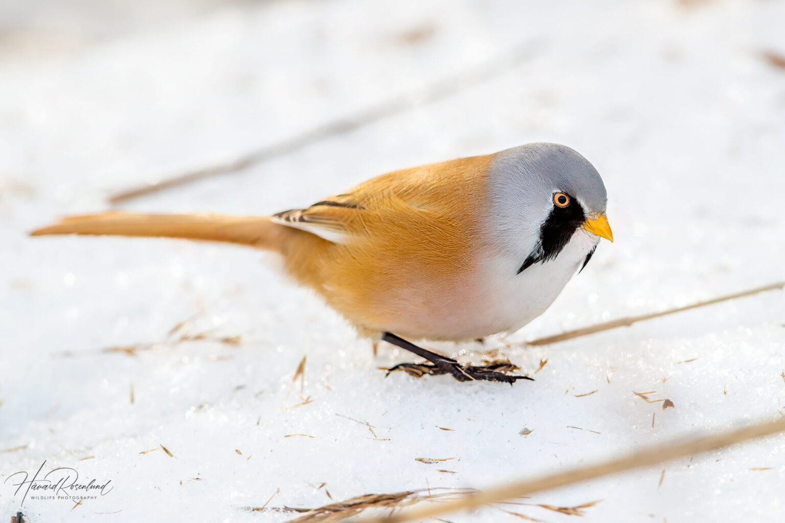 Skjeggmeis (Panurus biarmicus) @ Fornebu. Foto: Håvard Rosenlund