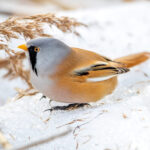 Skjeggmeis (Panurus biarmicus) @ Fornebu. Foto: Håvard Rosenlund
