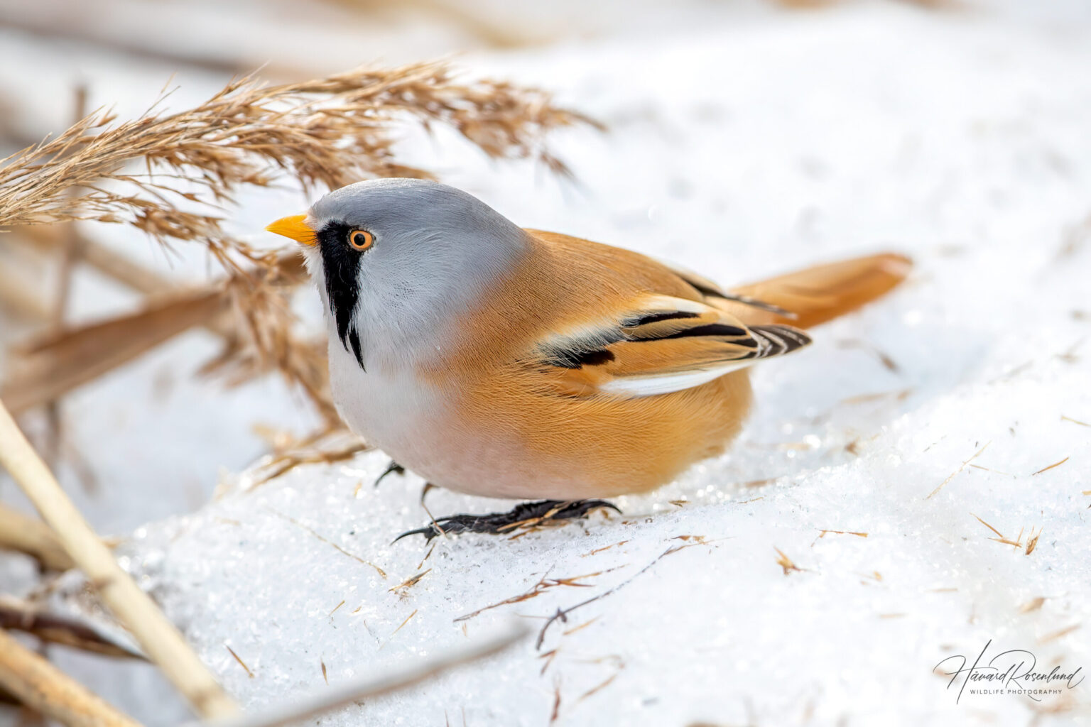 Skjeggmeis (Panurus biarmicus) @ Fornebu. Foto: Håvard Rosenlund