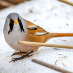 Skjeggmeis (Panurus biarmicus) @ Fornebu. Foto: Håvard Rosenlund