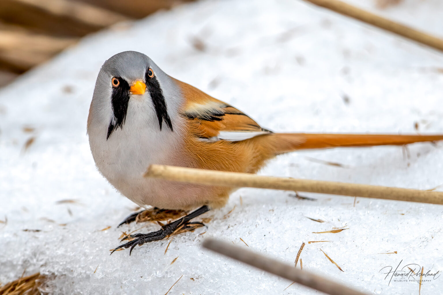 Skjeggmeis (Panurus biarmicus) @ Fornebu. Foto: Håvard Rosenlund
