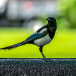 Eurasian Magpie (Pica pica) @ Botanical Garden, Oslo, Norway. Photo: Håvard Rosenlund