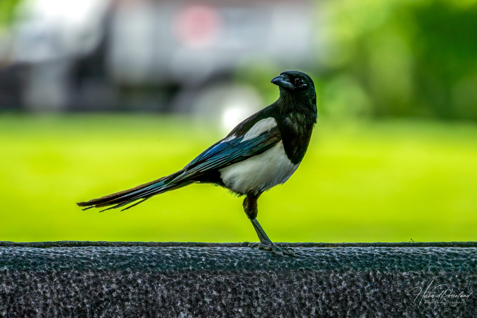 Eurasian Magpie (Pica pica) @ Botanical Garden, Oslo, Norway. Photo: Håvard Rosenlund