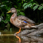 Mallard (Anas platyrhynchos) @ Sandvika, Norway. Photo: Håvard Rosenlund