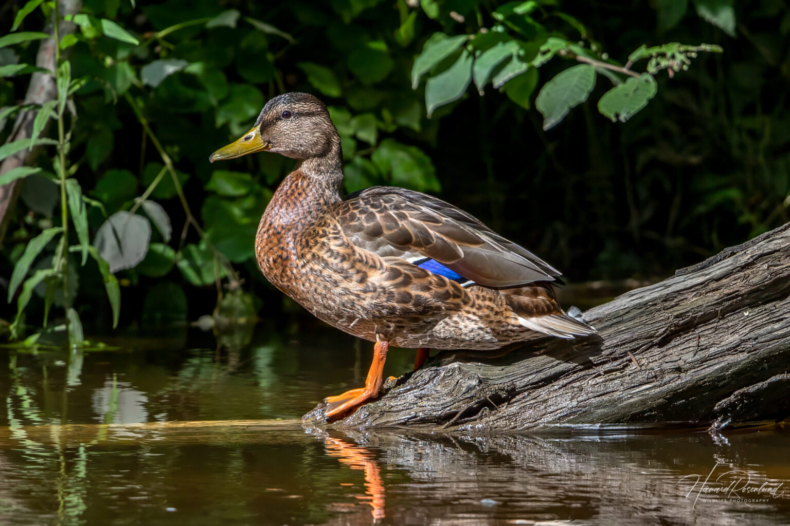Mallard (Anas platyrhynchos) @ Sandvika, Norway. Photo: Håvard Rosenlund