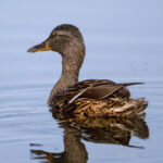 Mallard (Anas platyrhynchos) @ Fornebu, Norway. Photo: Håvard Rosenlund