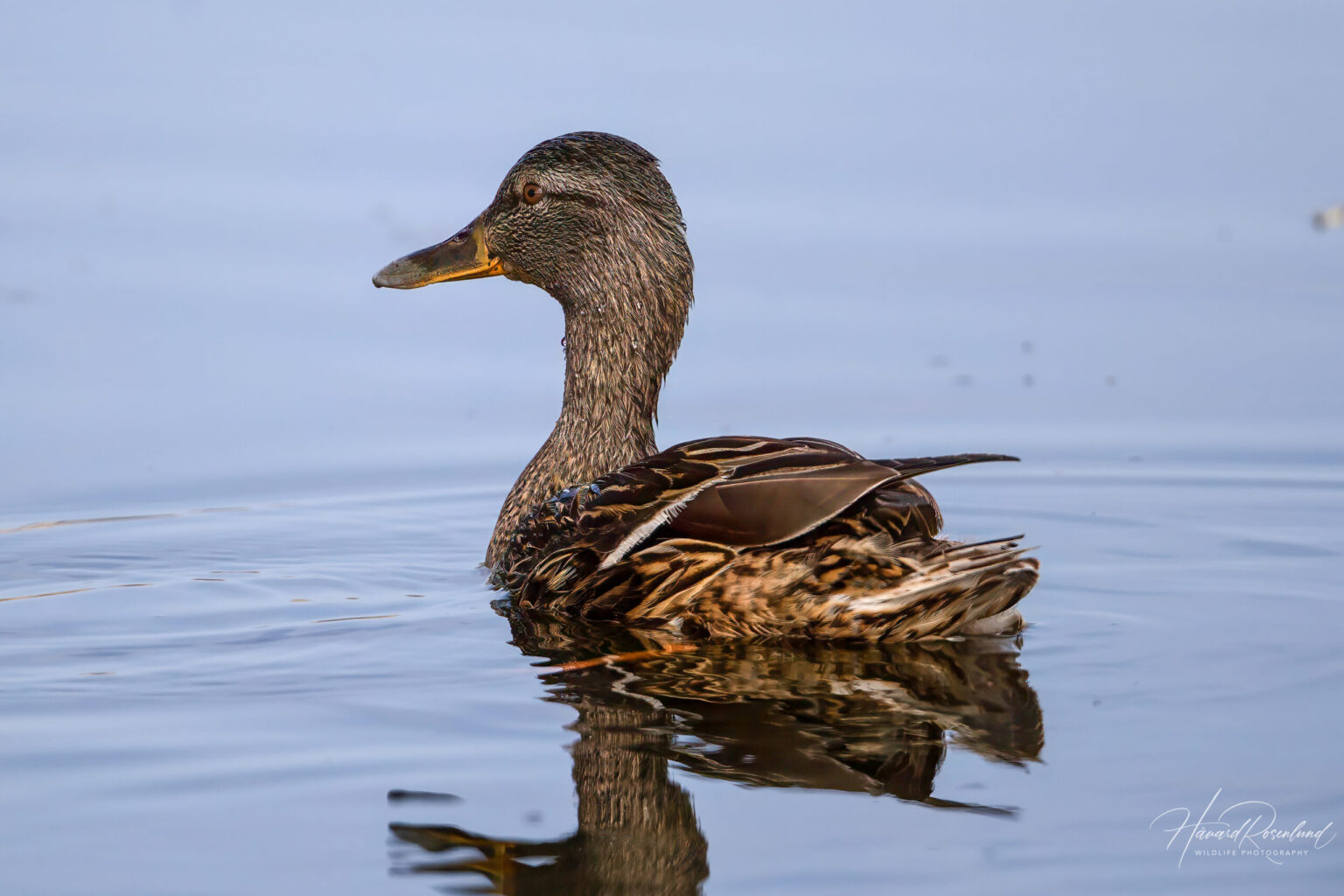 Mallard (Anas platyrhynchos) @ Fornebu, Norway. Photo: Håvard Rosenlund
