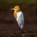 Eastern Cattle Egret (Ardea coromanda) @ Satpura National Park, India. Photo: Håvard Rosenlund