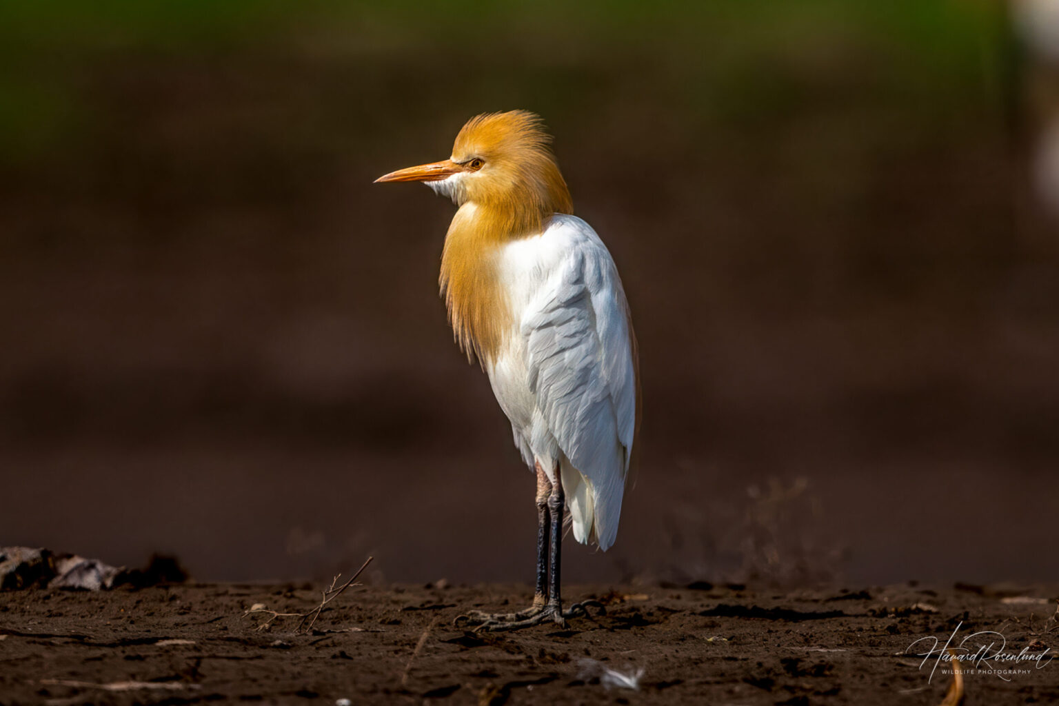 Eastern Cattle Egret (Ardea coromanda) @ Satpura National Park, India. Photo: Håvard Rosenlund