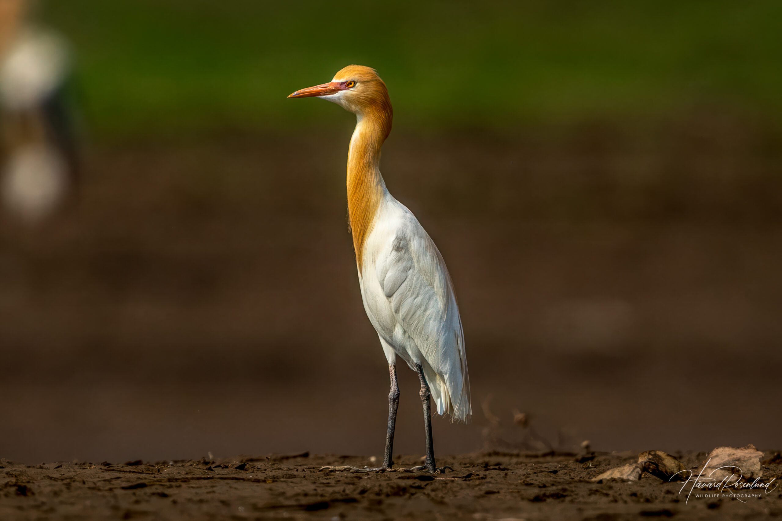 Bøffelhegre (Ardea coromanda) @ Satpura National Park, India. Foto: Håvard Rosenlund