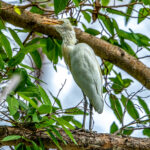Eastern Cattle Egret (Ardea coromanda) @ Kanha National Park, India. Photo: Håvard Rosenlund