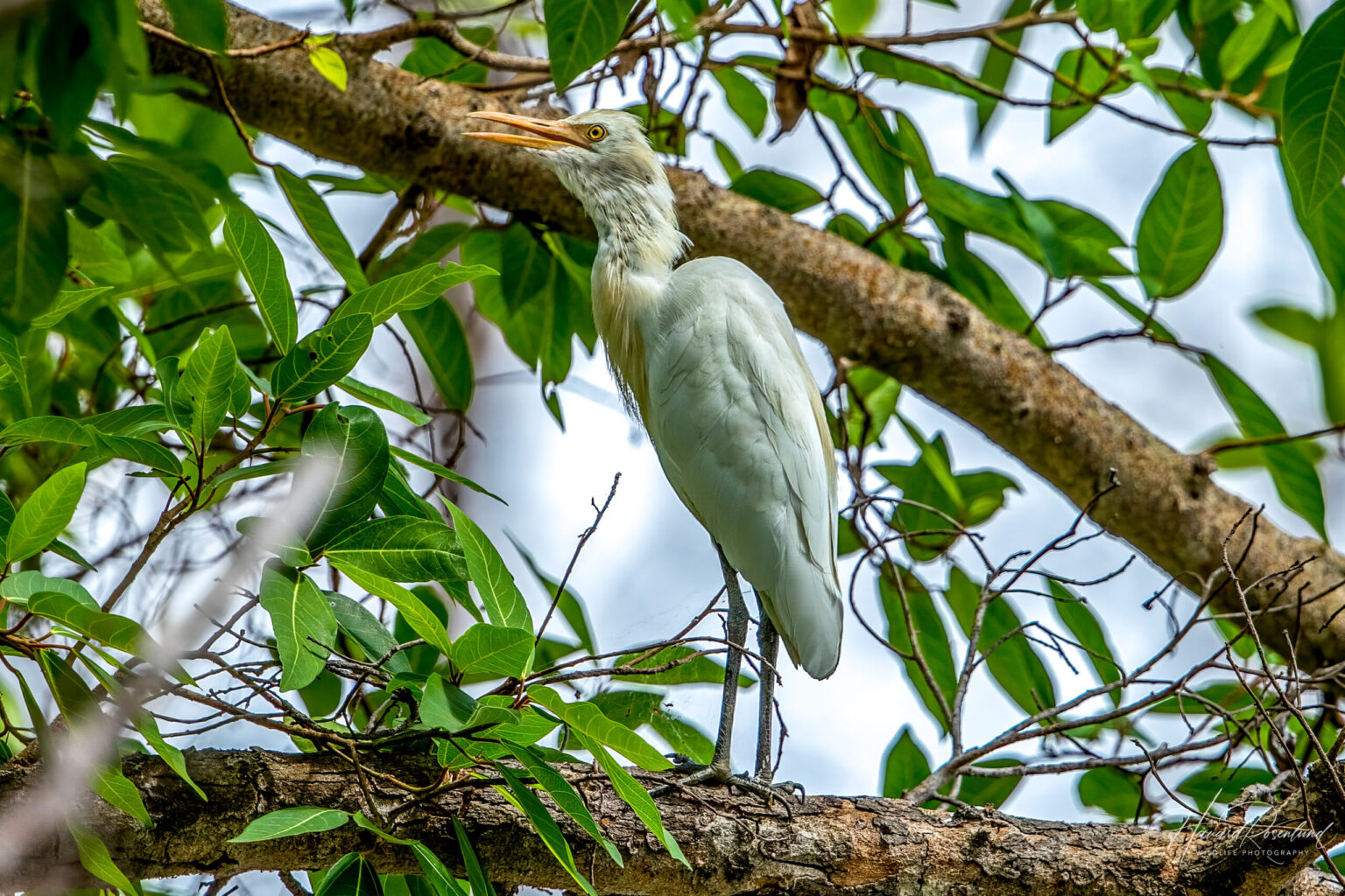 Eastern Cattle Egret (Ardea coromanda) @ Kanha National Park, India. Photo: Håvard Rosenlund