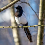 Eurasian Magpie (Pica pica) @ Fornebu, Norway. Photo: Håvard Rosenlund