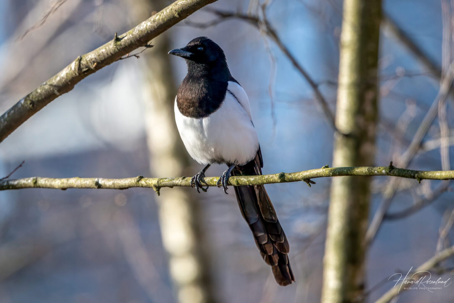 Eurasian Magpie (Pica pica) @ Fornebu, Norway. Photo: Håvard Rosenlund