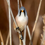 Skjeggmeis (Panurus biarmicus) @ Fornebu. Foto: Håvard Rosenlund