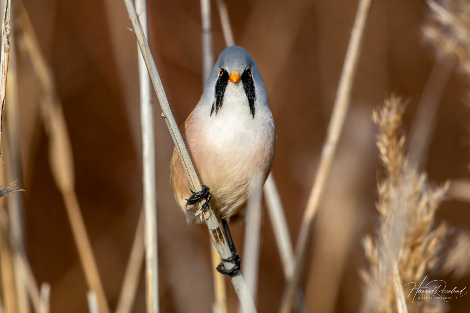 Skjeggmeis (Panurus biarmicus) @ Fornebu. Foto: Håvard Rosenlund