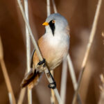 Skjeggmeis (Panurus biarmicus) @ Fornebu. Foto: Håvard Rosenlund