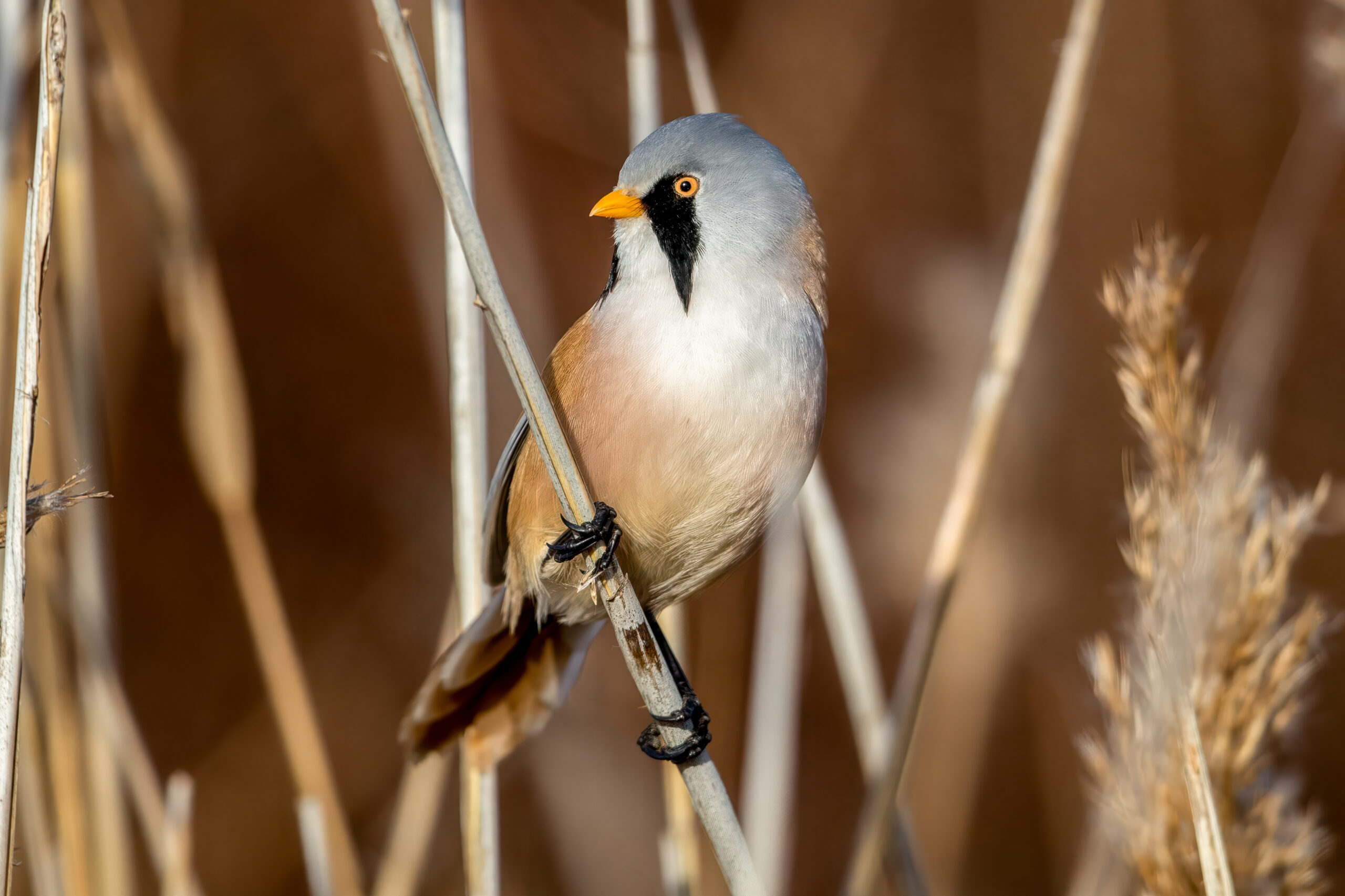 Bearded Reedling (Panurus biarmicus) @ Fornebu, Norway. Photo: Håvard Rosenlund