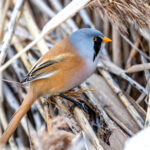Skjeggmeis (Panurus biarmicus) @ Fornebu. Foto: Håvard Rosenlund