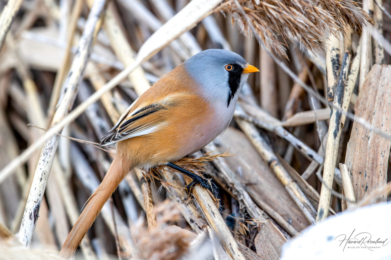 Skjeggmeis (Panurus biarmicus) @ Fornebu. Foto: Håvard Rosenlund