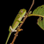 Flap-necked Chameleon (Chamaeleo dilepis) @ Eastern Shores - iSimangaliso Wetland Park, South Africa. Photo: Håvard Rosenlund
