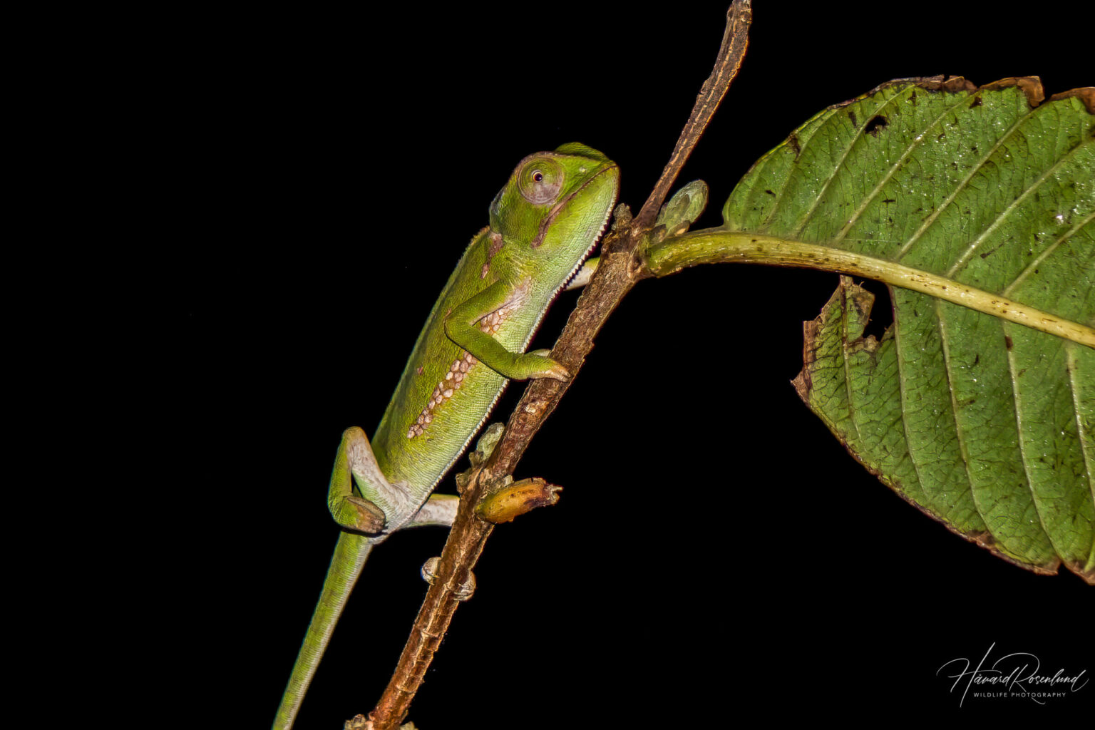 Flap-necked Chameleon (Chamaeleo dilepis) @ Eastern Shores - iSimangaliso Wetland Park, South Africa. Photo: Håvard Rosenlund