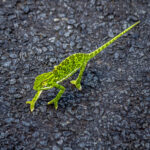 Flap-necked Chameleon (Chamaeleo dilepis) @ Hluhlwe-iMfolozi Park, South Africa. Photo: Håvard Rosenlund