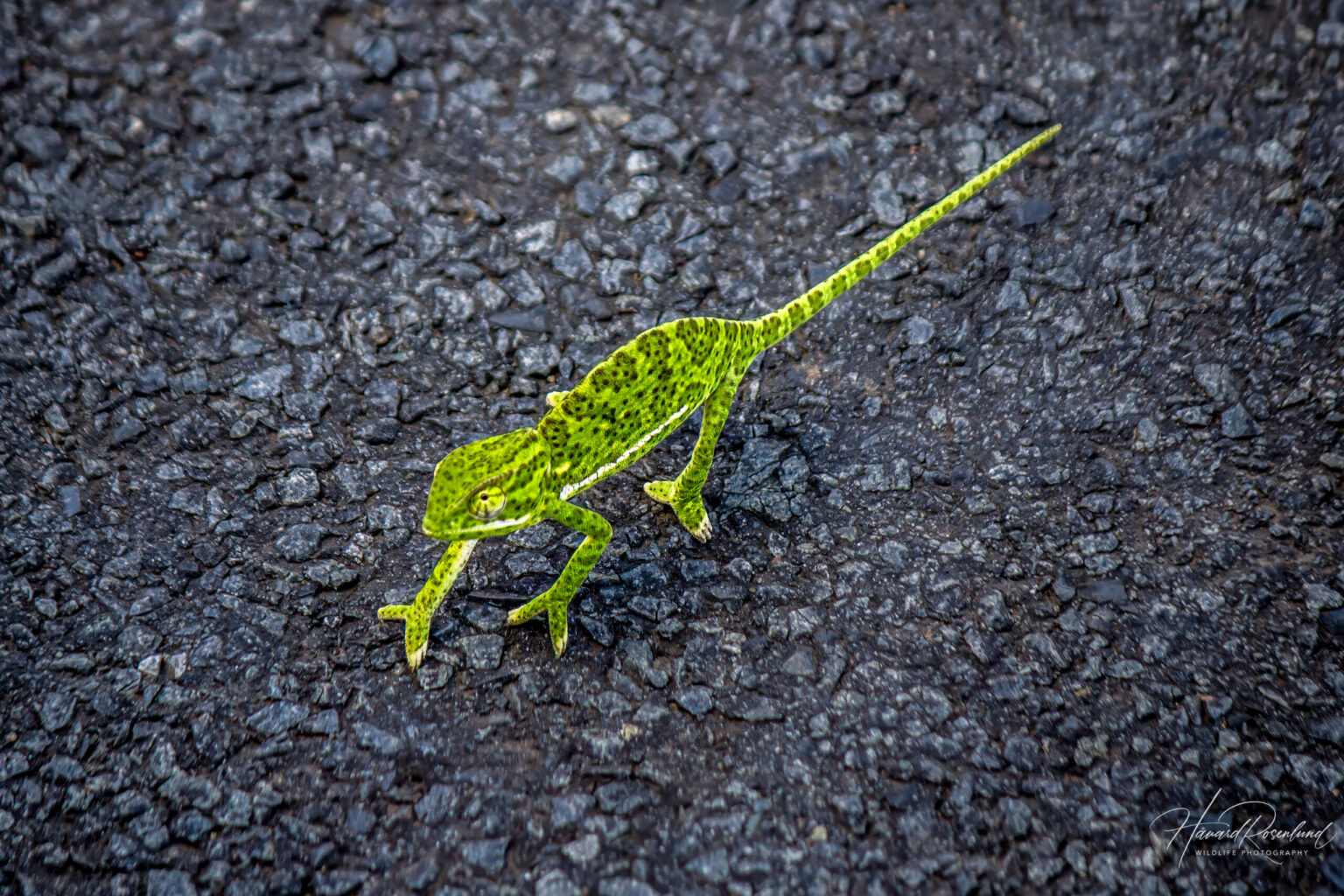 Flap-necked Chameleon (Chamaeleo dilepis) @ Hluhlwe-iMfolozi Park, South Africa. Photo: Håvard Rosenlund