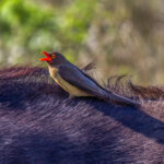 Red-billed Oxpecker (Buphagus erythroryncha) @ Thanda Private Game Reserve, South Africa. Photo: Håvard Rosenlund