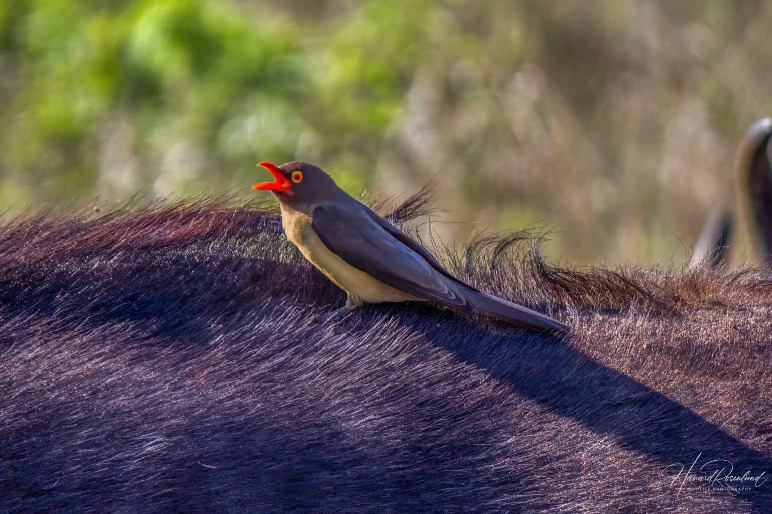 Red-billed Oxpecker (Buphagus erythroryncha) @ Thanda Private Game Reserve, South Africa. Photo: Håvard Rosenlund