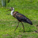 African Woolly-necked Stork (Ciconia microscelis) @ Tembe Elephant Park, South Africa. Photo: Håvard Rosenlund