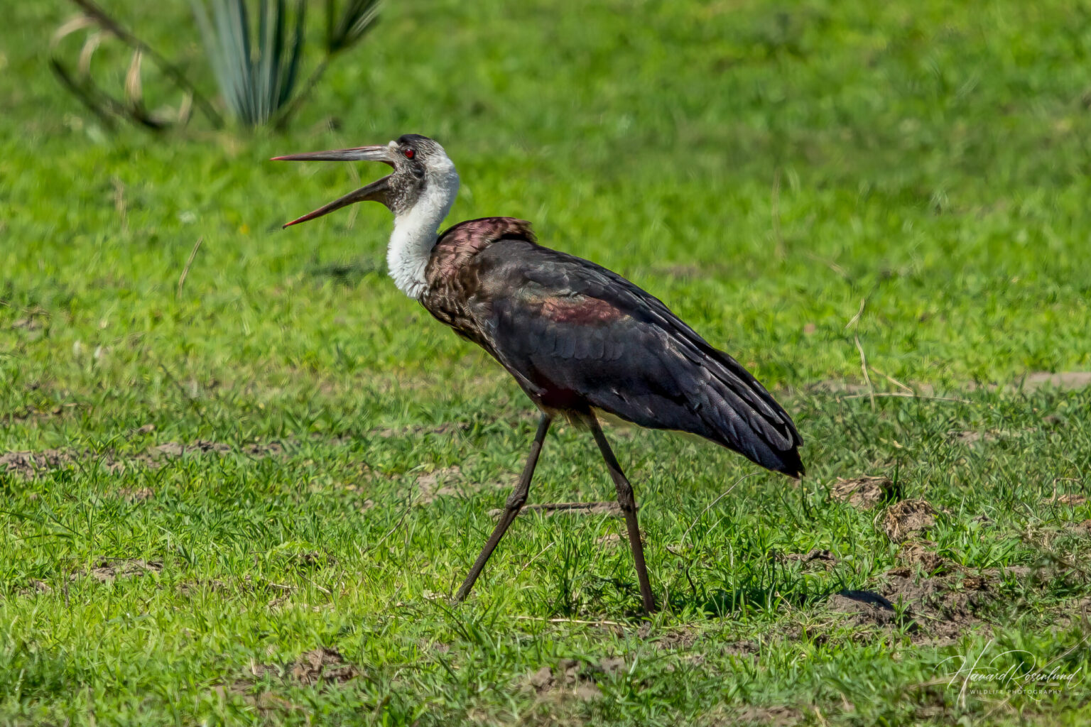 African Woolly-necked Stork (Ciconia microscelis) @ Tembe Elephant Park, South Africa. Photo: Håvard Rosenlund