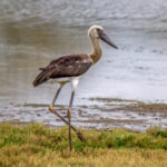 Saddle-billed Stork (Ephippiorhynchus senegalensis) - Juvenile @ Ndumo Game Reserve, South Africa. Photo: Håvard Rosenlund