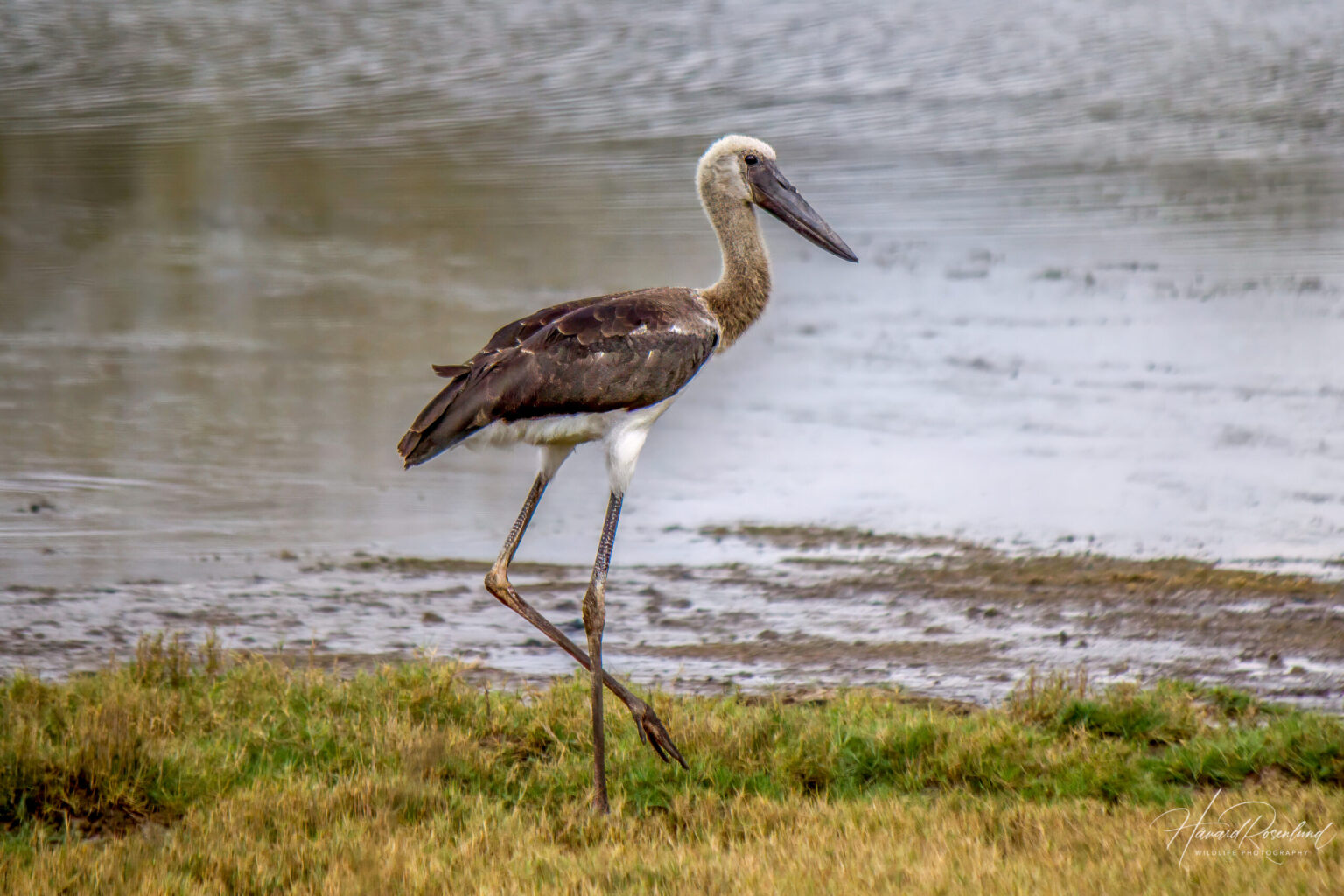Saddle-billed Stork (Ephippiorhynchus senegalensis) - Juvenile @ Ndumo Game Reserve, South Africa. Photo: Håvard Rosenlund