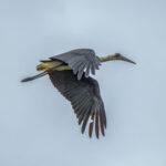 African Woolly-necked Stork (Ciconia microscelis) @ Thanda Private Game Reserve, South Africa. Photo: Håvard Rosenlund