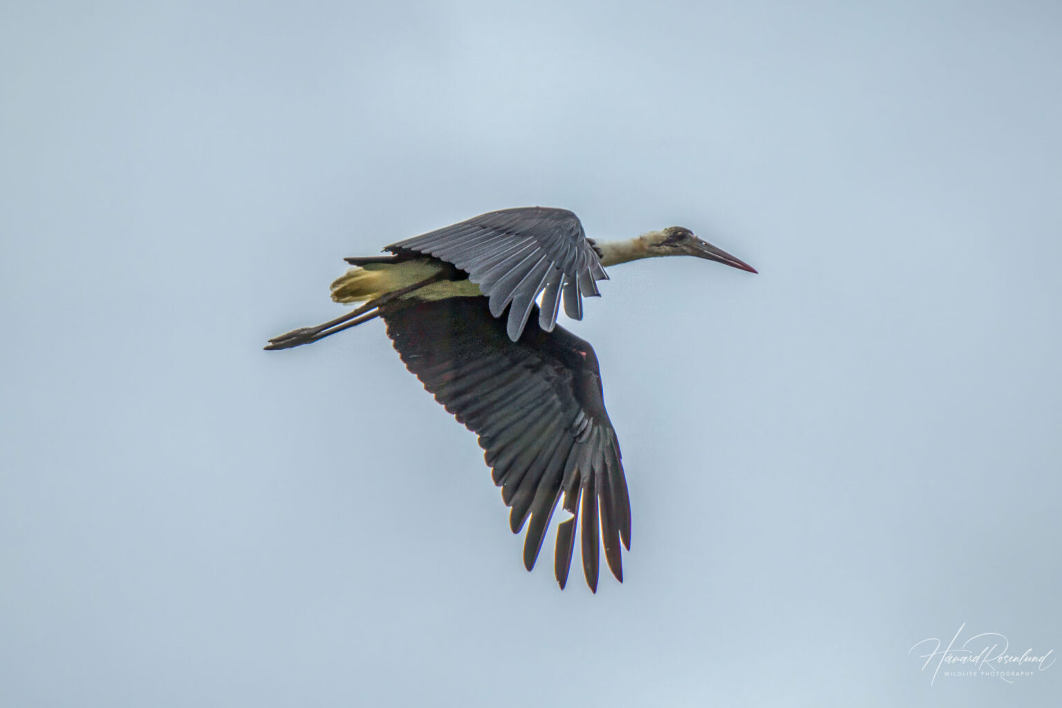 African Woolly-necked Stork (Ciconia microscelis) @ Thanda Private Game Reserve, South Africa. Photo: Håvard Rosenlund