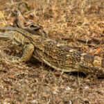 Rock Monitor (Varanus albigularis) @ Ndumo Game Reserve, South Africa. Photo: Håvard Rosenlund