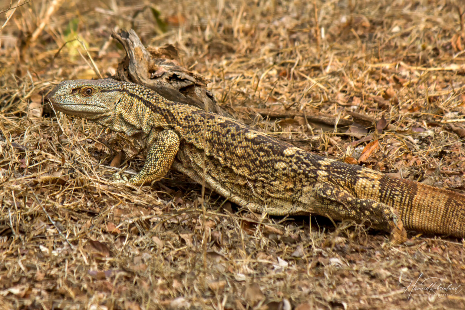 Rock Monitor (Varanus albigularis) @ Ndumo Game Reserve, South Africa. Photo: Håvard Rosenlund