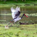 Saddle-billed Stork (Ephippiorhynchus senegalensis) @ Ndumo Game Reserve, South Africa. Photo: Håvard Rosenlund