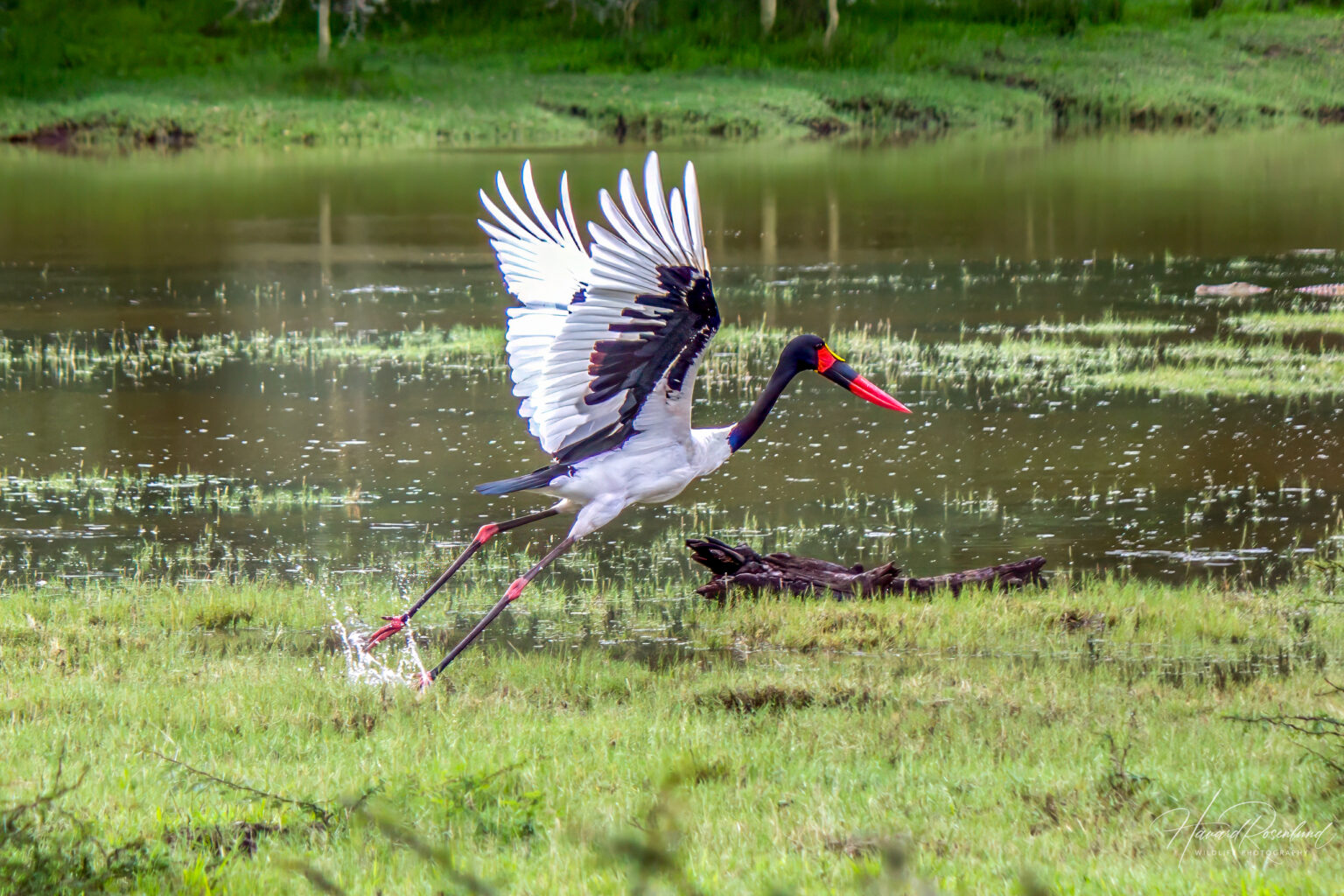 Saddle-billed Stork (Ephippiorhynchus senegalensis) @ Ndumo Game Reserve, South Africa. Photo: Håvard Rosenlund