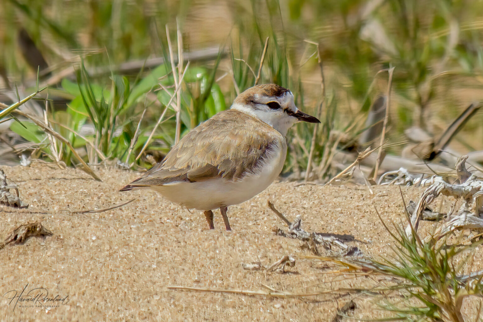 White-fronted Plover (Anarhynchus marginatus) @ St Lucia Estuary, South Africa. Photo: Håvard Rosenlund